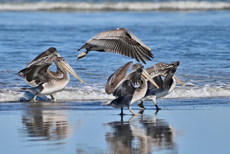 Wildlife specialists